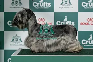 Friday Prints: Cesky Terrier Best of Breed Crufts 2026
