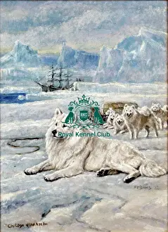 Royal Kennel Club Art Collection Prints: Ch Loga of the Arctic by F T Daws signed