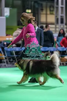 Finnish Lapphund Prints: Ch Pavoskas Aly Arttu JW ShCM ShCEx VW