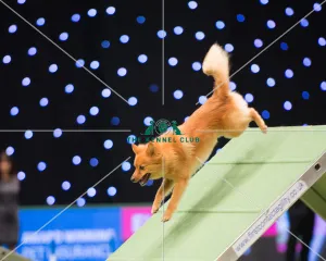 Championship Agility main arena