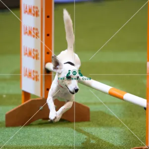 Championship Agility - Small