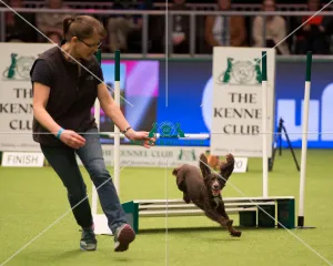 Championship Agility - Small