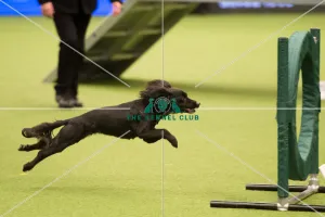 Championship Agility - Small