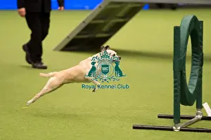 Championship Agility main arena