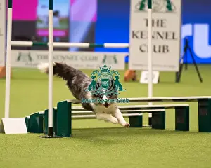 Championship Agility main arena