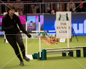 Championship Agility main arena