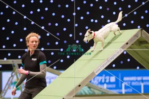 Championship Agility main arena