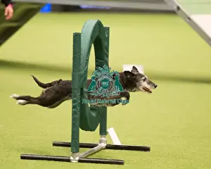 Championship Agility main arena