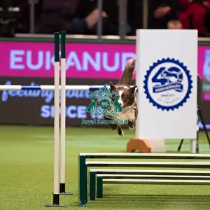 Championship Agility main arena