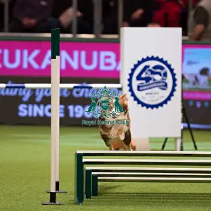 Championship Agility main arena