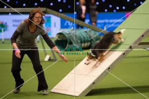 Championship Agility - Small