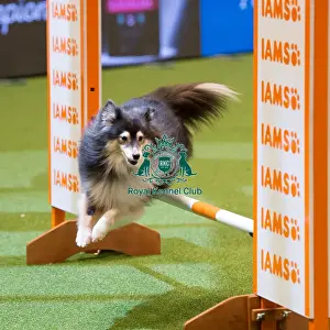 Main Arena Prints: Championship Agility - Small