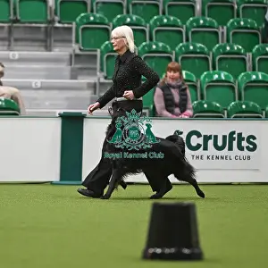 2025 Prints: Championship Obedience Dogs