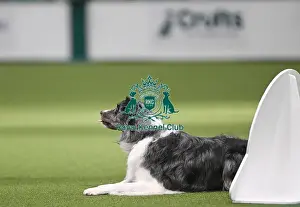 2025 Prints: Championship Obedience Dogs