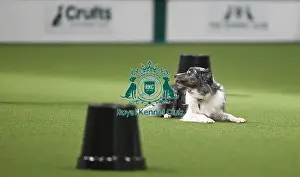 2025 Prints: Championship Obedience Dogs