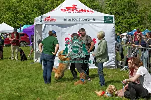 Chelmsford Prints: Chelmsford Most Handsome Crossbreed Dog Class