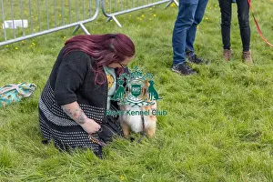 Chelmsford Prints: Chelmsford Scruffts Family Crossbreed Competition