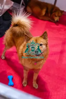 Finnish Spitz Prints: Cherry the Finnish Spitz