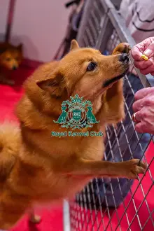 Finnish Spitz Prints: Cherry the Finnish Spitz