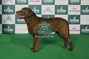 Chesapeake Bay Retriever Prints: Chesapeake Bay Retriever BOB