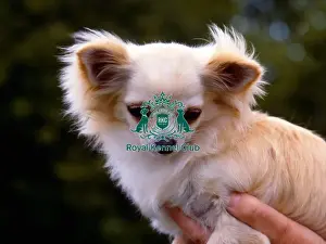 Toy Group Prints: Chihuahua-Long Coat