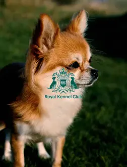 Toy Group Prints: Chihuahua (Long Coat)
