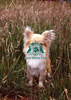Toy Group Prints: Chihuahua-Long Coat