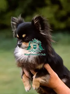 Toy Group Prints: Chihuahua-Long Coat