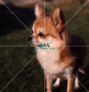 Chihuahua (Long Coat)
