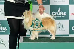 Saturday Prints: Chihuahua (Long Coat) Best of Breed Crufts 2026