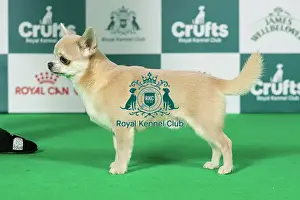 Saturday Prints: Chihuahua (Smooth Coat) Best of Breed Crufts 2026