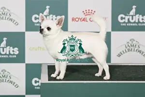 Chihuahua (Smooth Coat) BOB