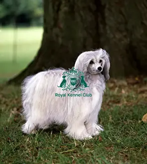 Toy Group Prints: Chinese Crested