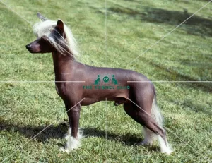 Chinese Crested