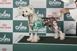 Chinese Crested Prints: Chinese Crested BOB