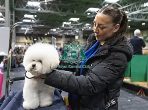 Manchester Prints: Chloe walker from Manchester with Rocco a Bichon Frise who was competing today (Friday 07/03/25)