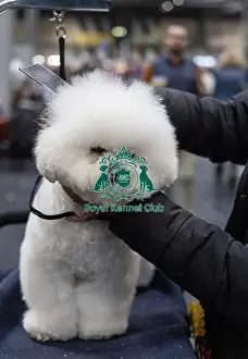 Manchester Prints: Chloe walker from Manchester with Rocco a Bichon Frise who was competing today (Friday 07/03/25)