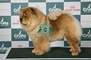Crufts 2025 Best Of Breed Prints: Chow Chow BOB