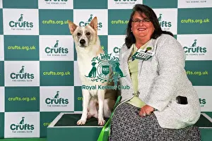 Chris Miller from Georgia, USA, with Datak, a Canaan Dog, which was the Best of Breed winner today (Sunday 12. 03. 23), the last day of Crufts 2023, at the NEC Birmingham