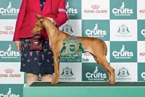 Hound Group Prints: Cirneco Dell'etna Best of Breed Crufts 2026 Cirneco Dell'etna Best of Breed Crufts 2026