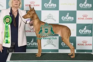 Crufts 2025 Best Of Breed Prints: Cirneco dell'Etna BOB Cirneco dell'Etna BOB