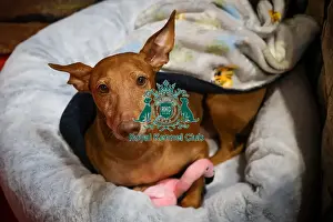 Crufts 2025 Discover Dogs Prints: Cirneco dell'Etna Discover Dogs Cirneco dell'Etna Discover Dogs