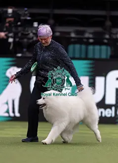 Crufts 2026 Junior Warrant Prints: Clint, a Samoyed, competing in the Junior Warrant Final today (05)