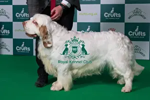 Clumber Spaniel Prints: Clumber Spaniel BOB