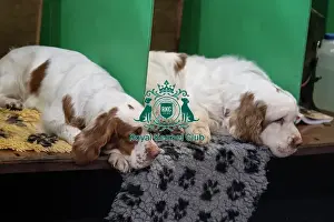 Cute Prints: Clumber Spaniel sleeping