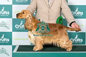 Saturday 8th March Prints: Cocker Spaniel BOB