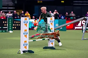 Day Two Prints: Cocker Spaniel competing in Crufts Singles Medium