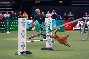 Cocker Spaniel competing in Crufts Singles Medium
