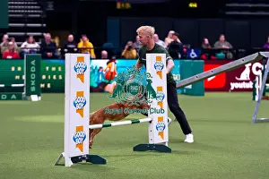 Cocker Spaniel competing in Crufts Singles Medium