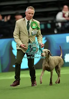 Colin Nugent from Armagh with Didi, a Weimaraner, which was the Best of Breed winner today (Thursday 09. 03. 23), the first day of Crufts 2023, at the NEC Birmingham